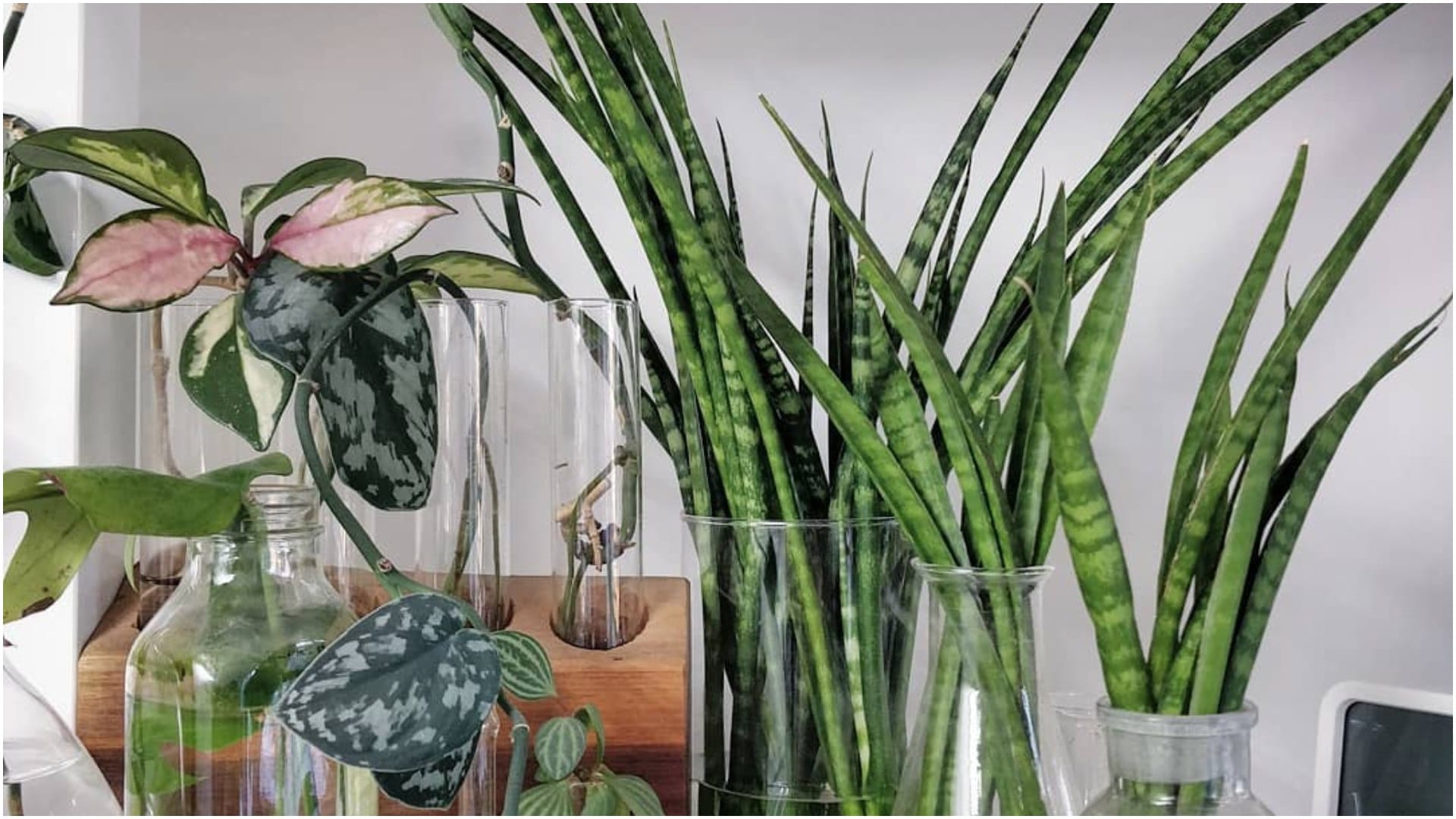 Never keep this plant on the office table Vastu Tips for office