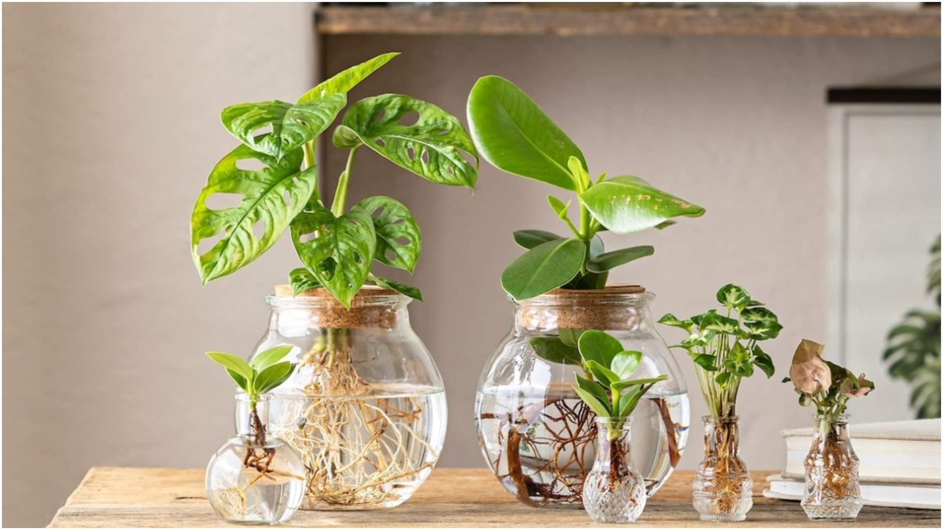 Delhi Pollution 2025 Gardening Tips Best Air Purifying Plants For Home in Hindi Disprj