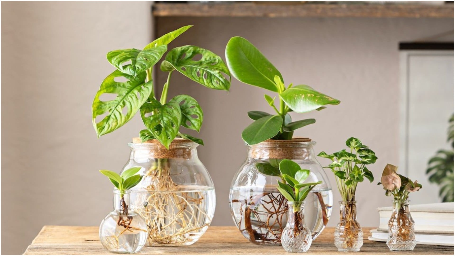 Never keep this plant on the office table Vastu Tips for office