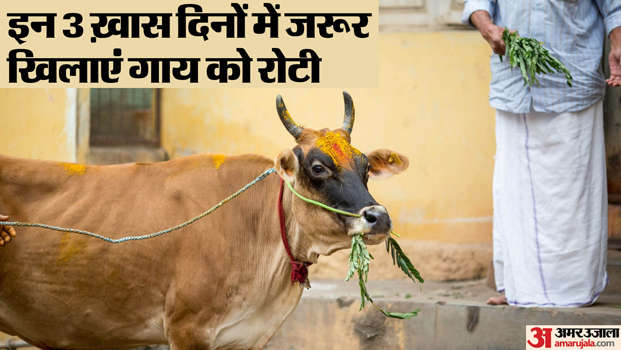 Feed bread or roti to a cow for these 3 days all your problems will go away according to Vastu Shastra disprj