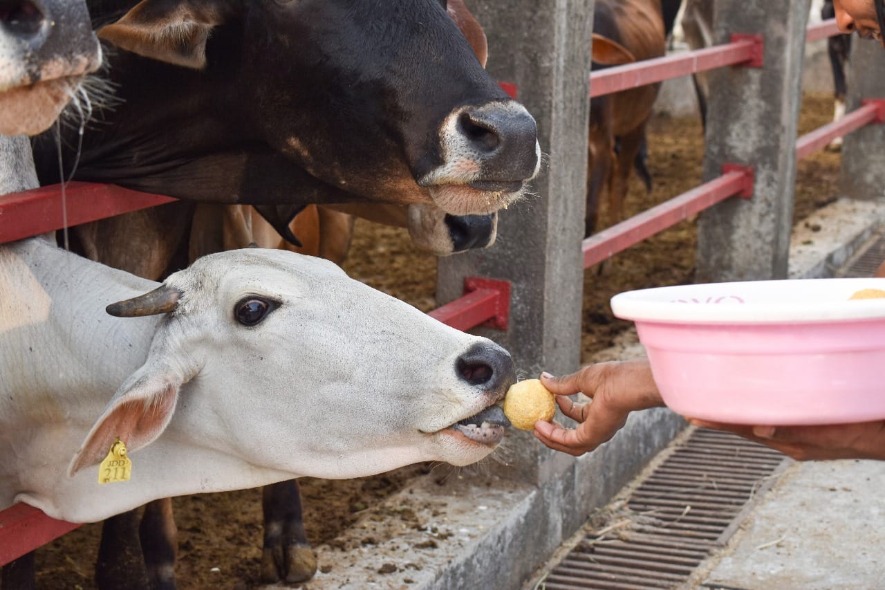 Feed bread or roti to a cow for these 3 days all your problems will go away according to Vastu Shastra disprj