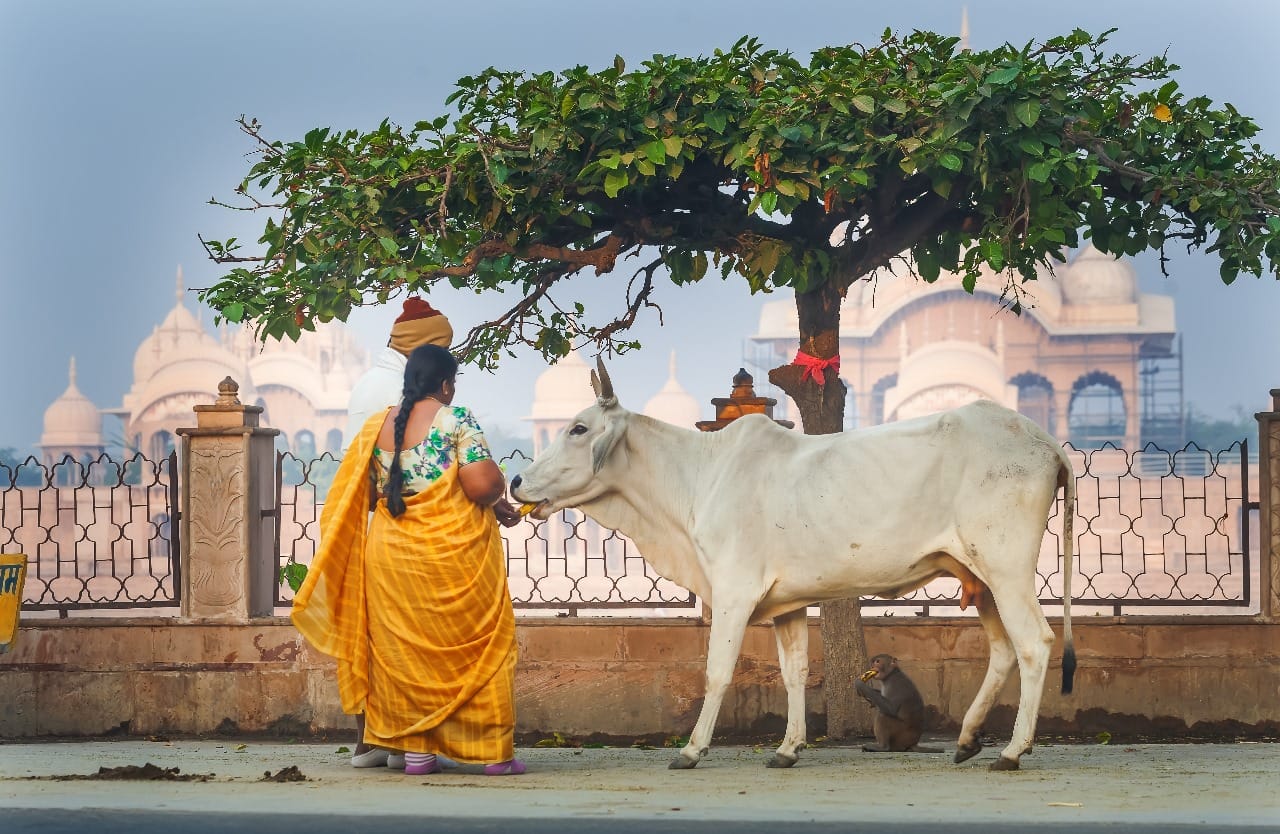 Feed bread or roti to a cow for these 3 days all your problems will go away according to Vastu Shastra disprj