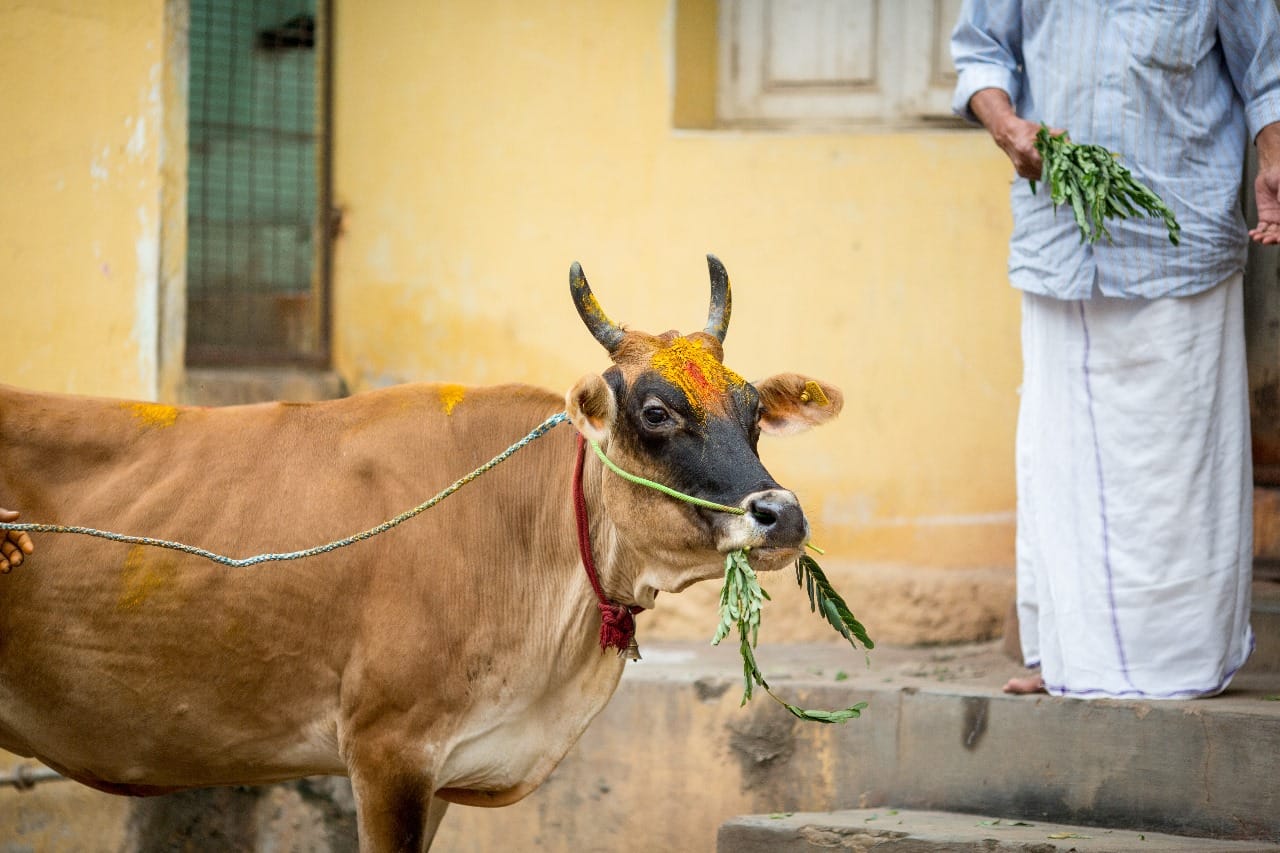 Feed bread or roti to a cow for these 3 days all your problems will go away according to Vastu Shastra disprj
