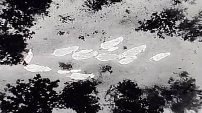 group of elephants reached Kanker border surveillance is being done through drones in Kanker