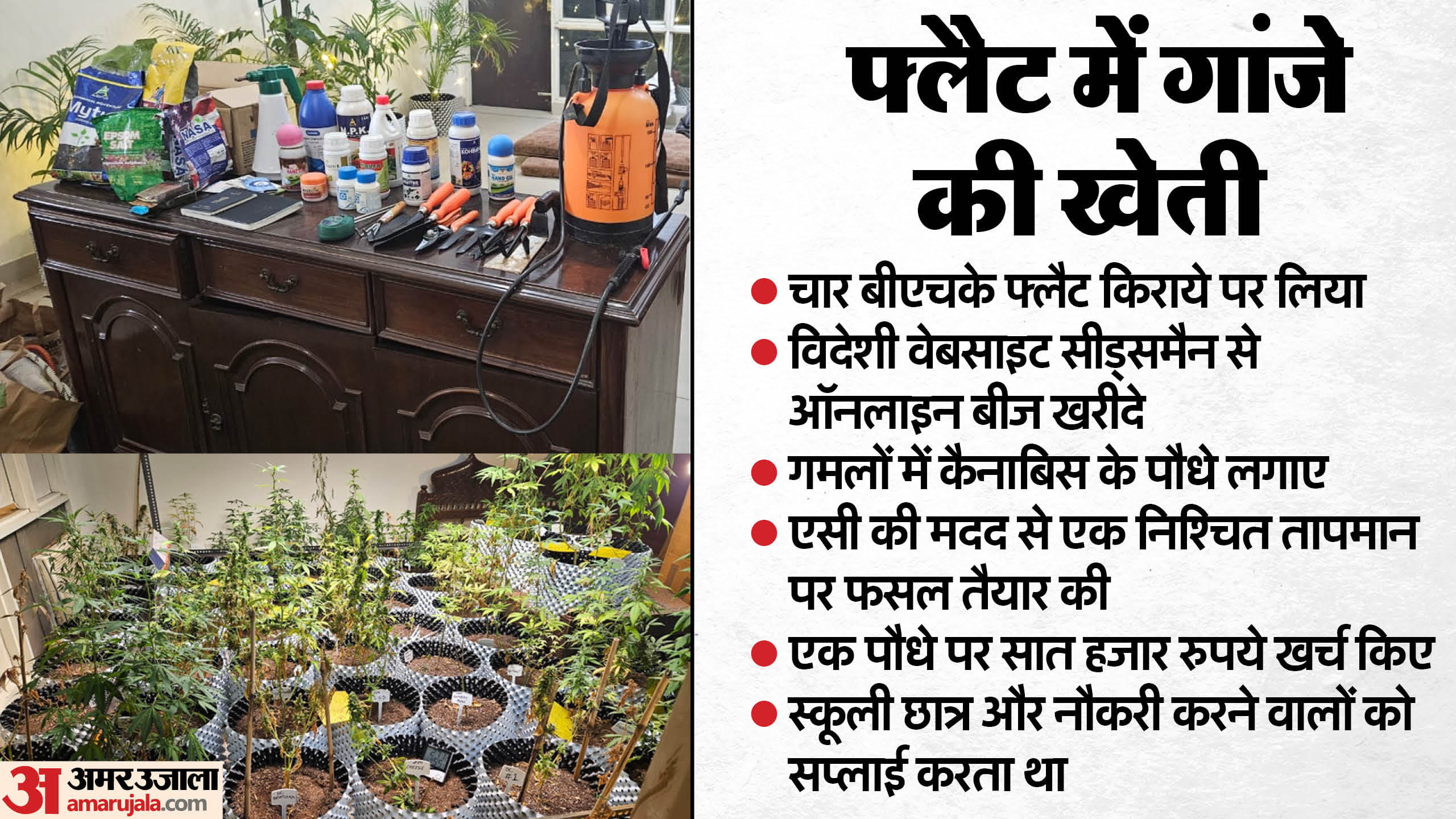 Accused of cultivating ganja in a flat in Greater Noida arrested
