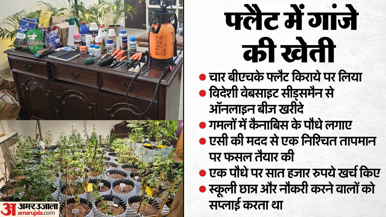 Accused of cultivating ganja in a flat in Greater Noida arrested