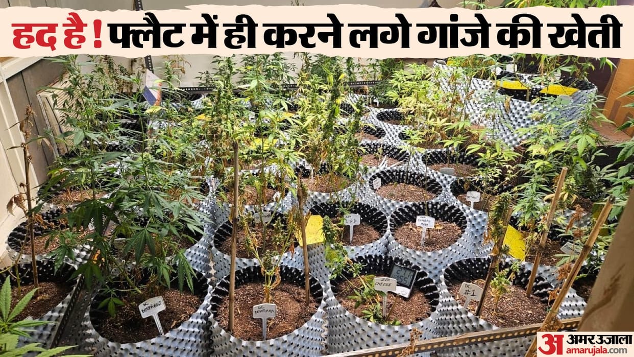 ganja cultivation in apartment at greater noida