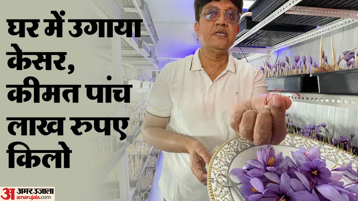 saffron kesar farming kheti kashmir indore news idea tips science