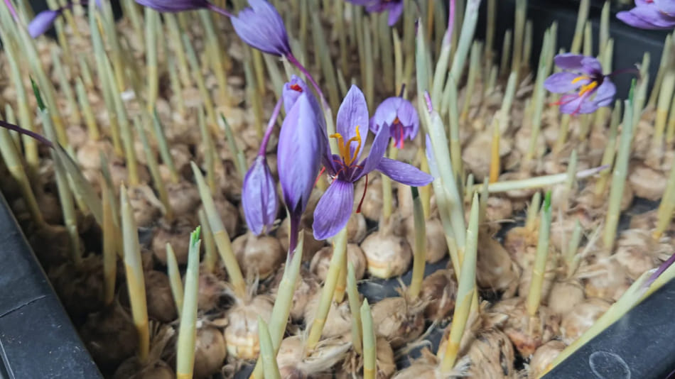 saffron kesar farming kheti kashmir indore news idea tips science
