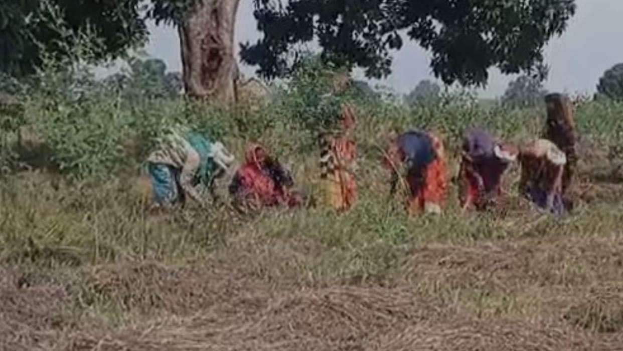 the Patwari did the Girdawari of the crop while sitting at home In Maihar