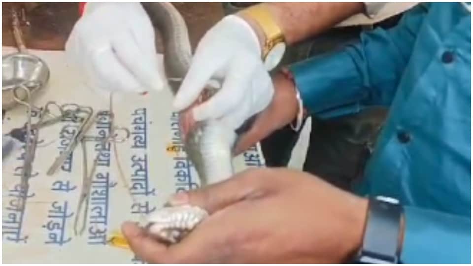 MP News: Doctor operated on snake in Narmadapuram veterinary hospital