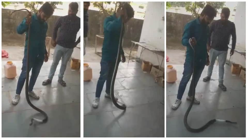 MP News: Doctor operated on snake in Narmadapuram veterinary hospital