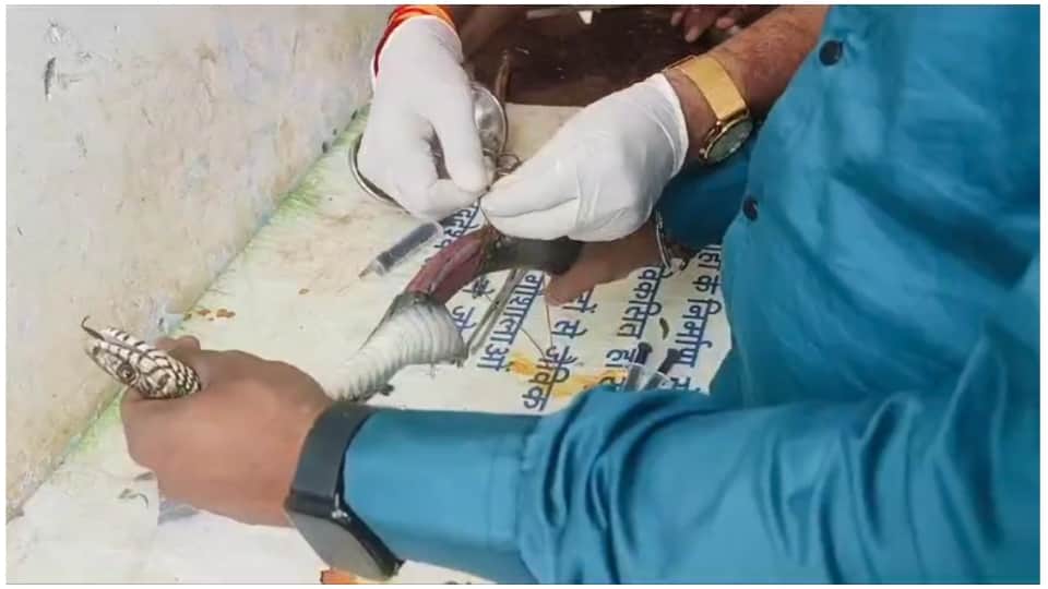 MP News: Doctor operated on snake in Narmadapuram veterinary hospital