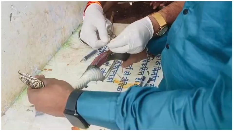 MP News: Doctor operated on snake in Narmadapuram veterinary hospital
