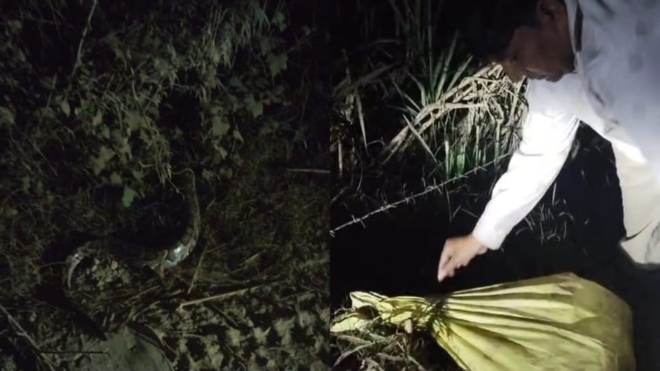 Amroha: 15 feet long python climbed mango tree, created panic in village, forest department rescued it