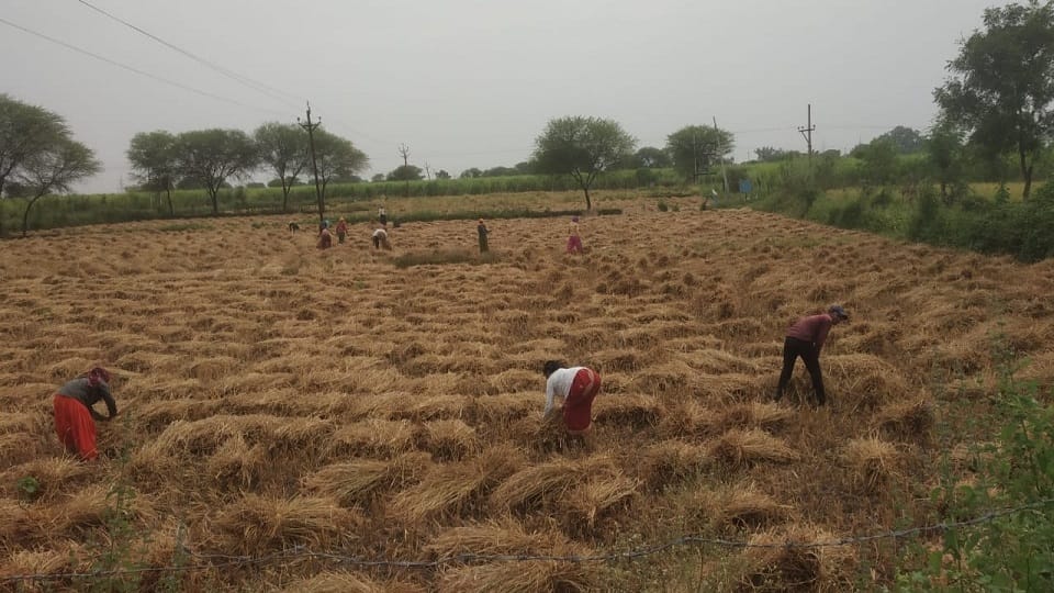 Telangana government announcement of bonus on fine paddy pushes cultivation up production rises news