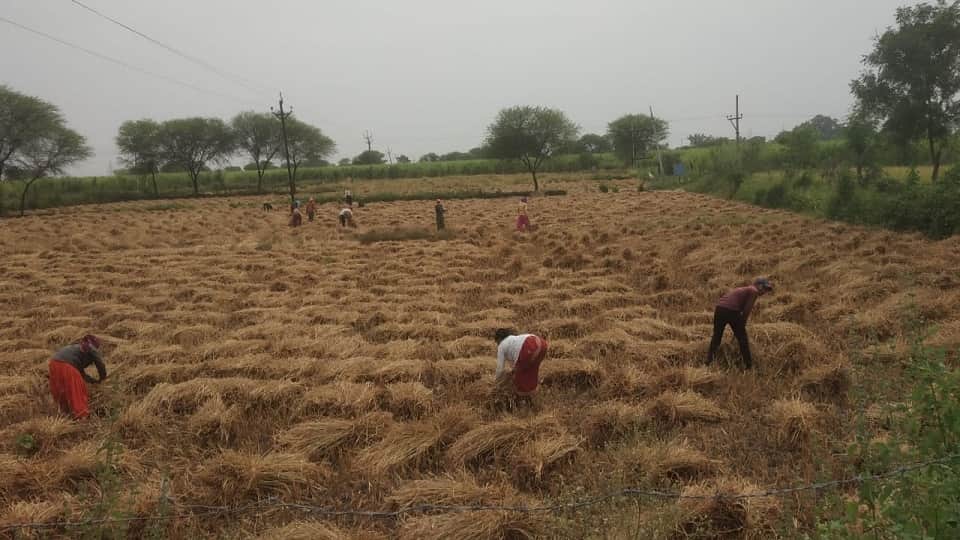 धान की कटाई जारी