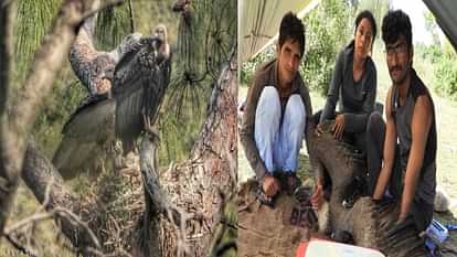 The vulture population increased in Kangra, flying till Pakistan