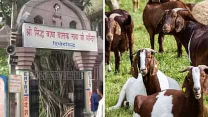 Baba Balak Nath Temple Vigilance probe recommended in goat auction case