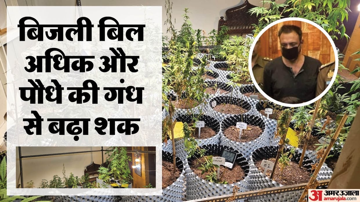 cultivated ganja in flat accused Rahul had dreamed of cultivating ganja under guise of organic in Meerut