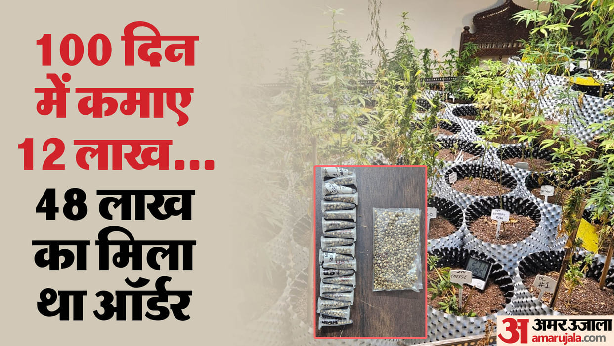 Ganje ki kheti Learned from YouTube clues found from mobile police engaged in search of buyers of Ganja