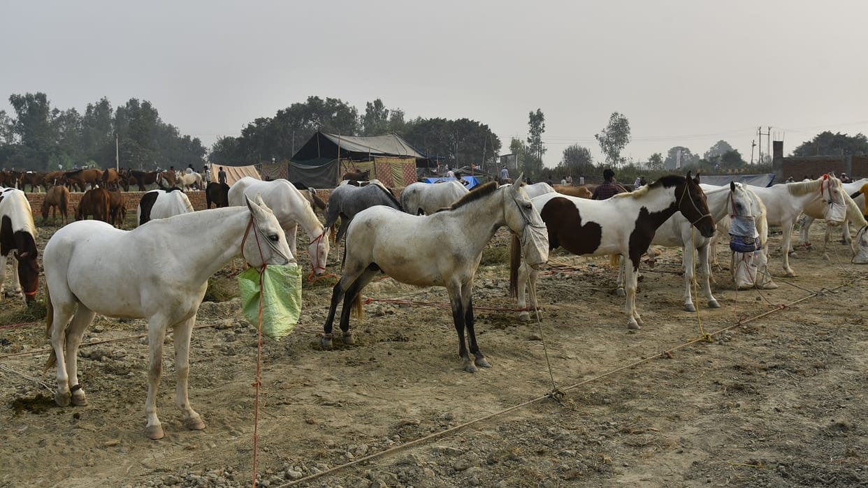 Horse sold for 50 thousand rupees in Bareilly Chaubari Mela