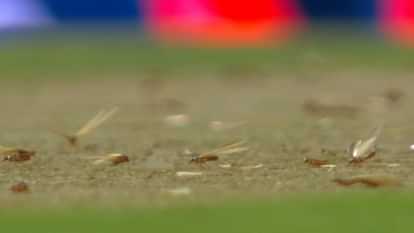 IND VS SA: Match delayed due to insects on ground both teams players gone out of field