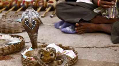 ये पक्षी याद रखता है अपनी चोट, 17 साल तक लेता है इंसानों से बदला