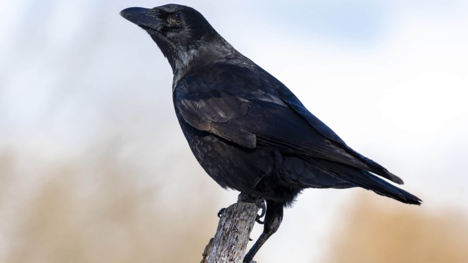 not naag nagin but crow take revenge till 17 years know the interesting fact in hindi