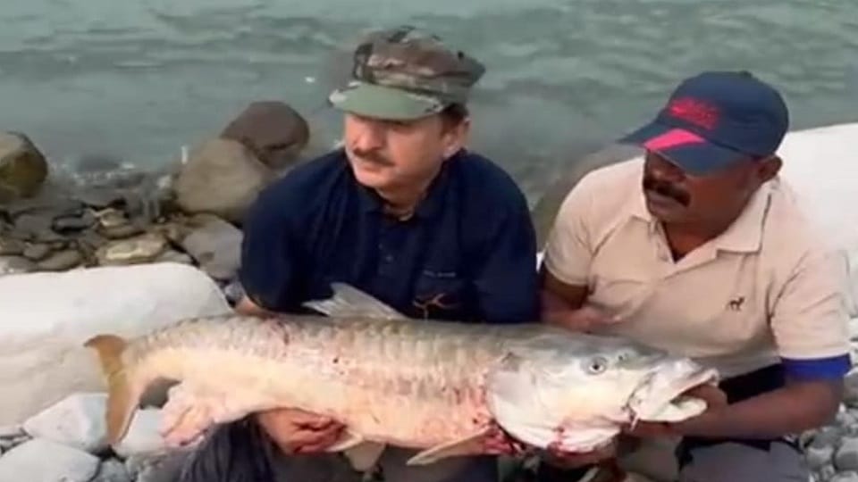 Video of cruelty to Mahaseer fish goes viral in tanakpur