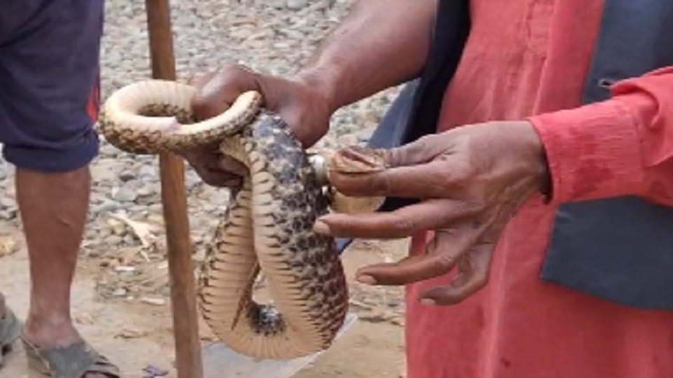 Saharanpur: A snake followed a young man, bit him four times