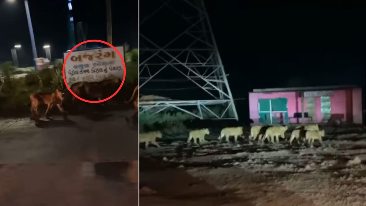 group of lions appeared in residential area in gir gujarat video went viral news in hindi