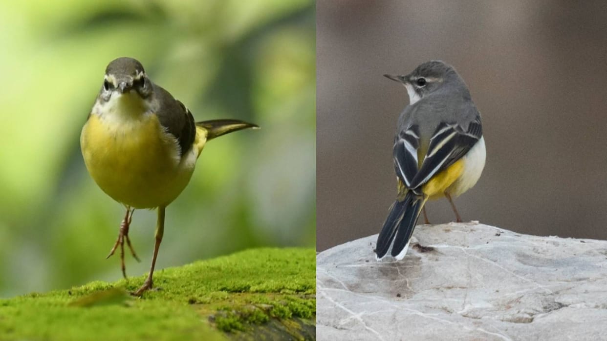 Gray Wagtail bird famous in epics