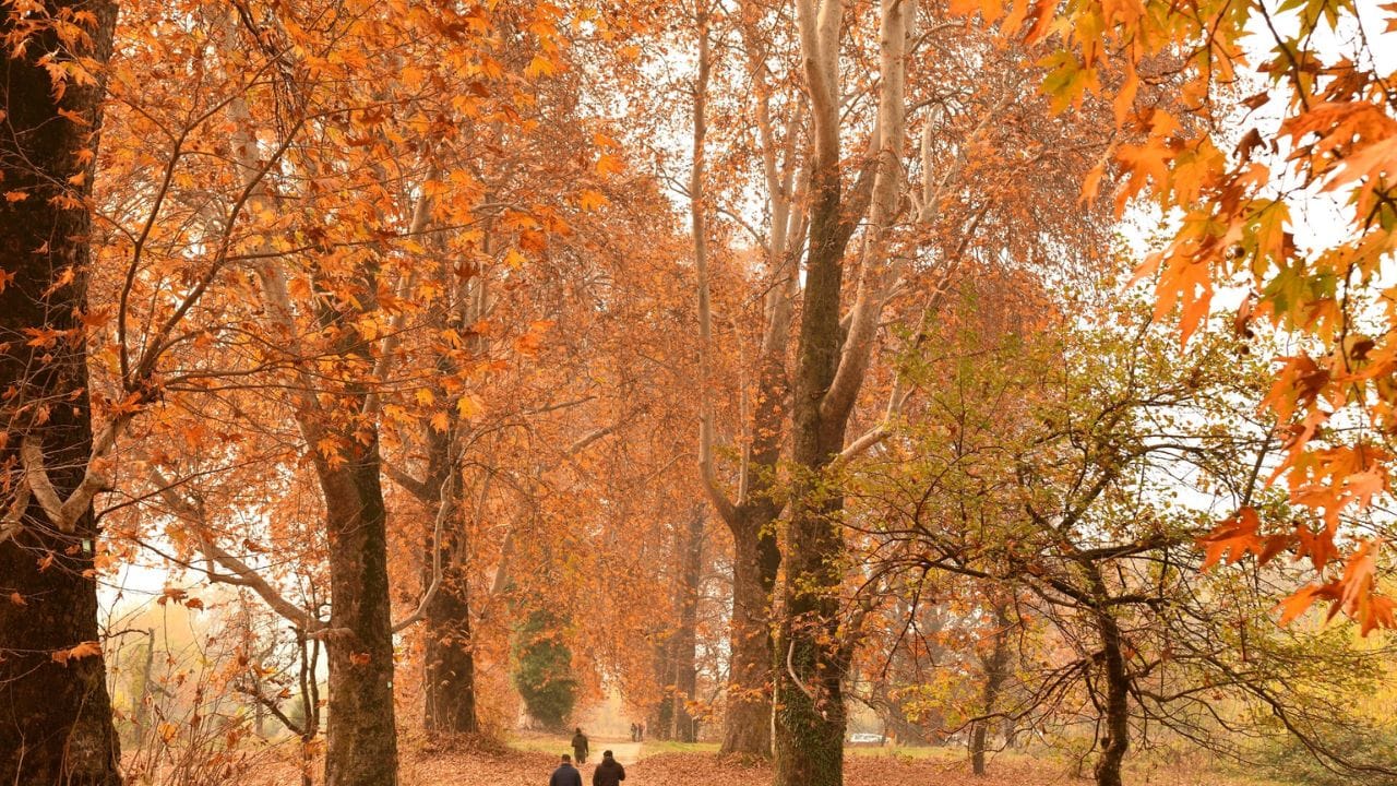 Jammu Kashmir: Beauty of autumn in Srinagar, people enjoying among the autumn leaves