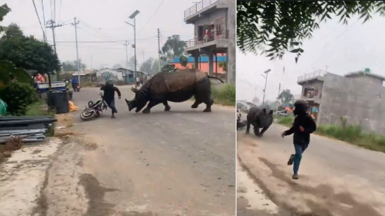 Rhino suddenly attacked a person riding a bike video went viral news in hindi