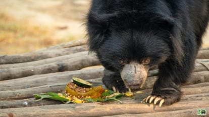 Bears Celebeate Freedom Rascue From India Nepal Border