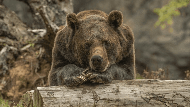 Ngt Report: Himalayan Brown Bears In Big Danger, Plastic Bags And Glass Found In Their Stomachs – Amar Ujala Hindi News Live