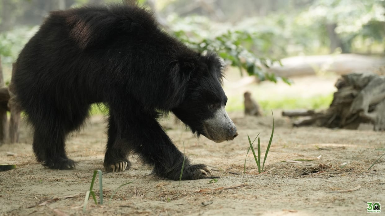 Bear attacks villager in the forest man seriously injured referred to district hospital in Bijapur
