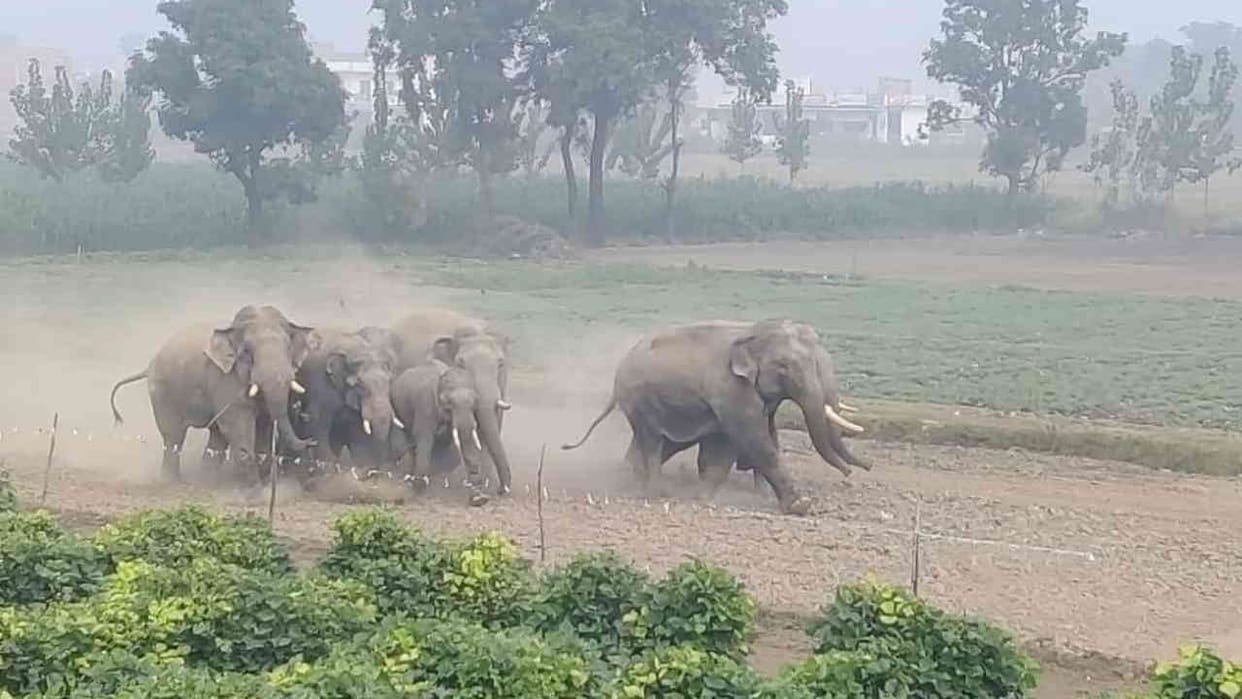 Half a dozen village people confined to their homes due to fear of tigers and elephants