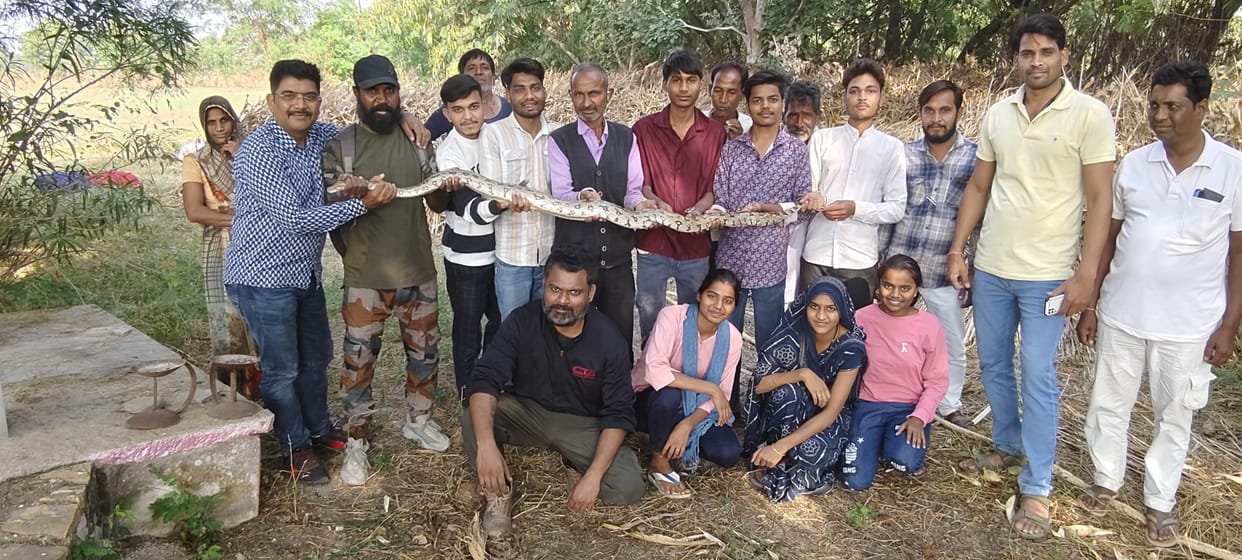 Seven feet long Indian Rock Python rescued in Chittorgarh