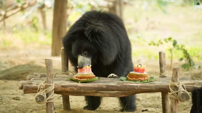 तस्करों से मुक्त कराने के बाद आजादी की वर्षगांठ मनाते भालू