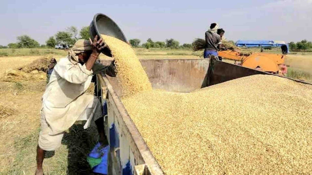 Agriculture Ministry set wheat purchasing target 31 million tonnes in Rabi season