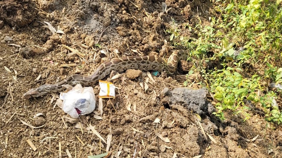 Ten feet long python found in Kursanda