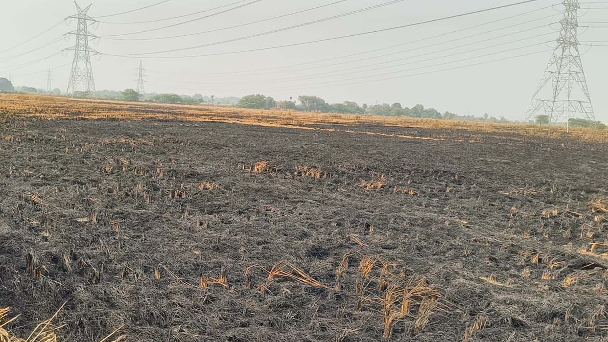 Auraiya: Fire broke out in paddy crop, 22 bigha crop burnt, villagers brought it under control