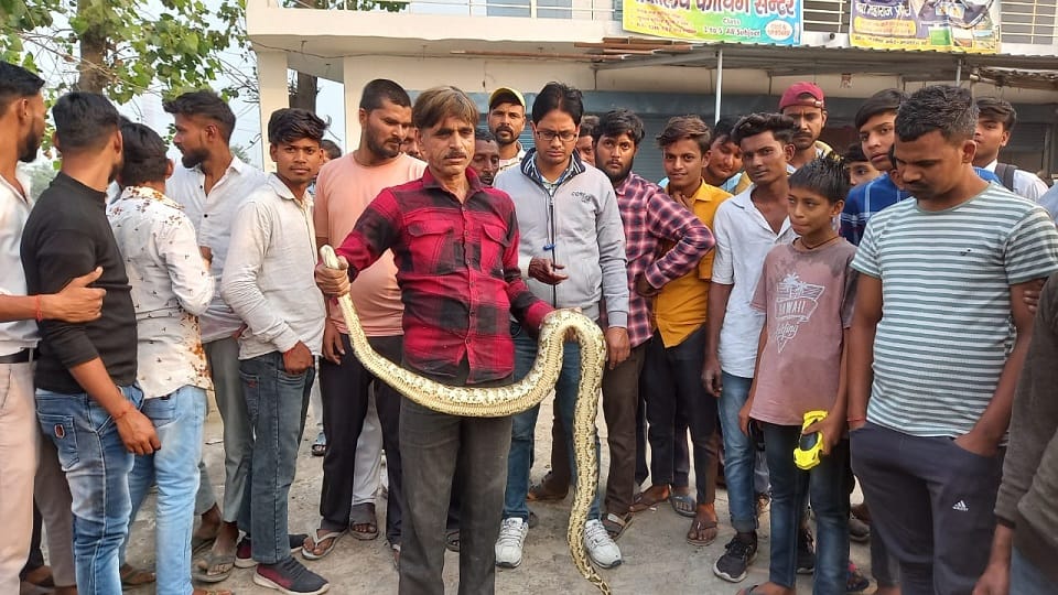 Python found in Shastri Market of Jawan