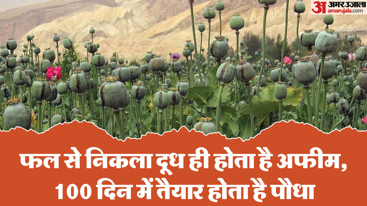 This is how opium is cultivated: The plant is ready in 100 days.