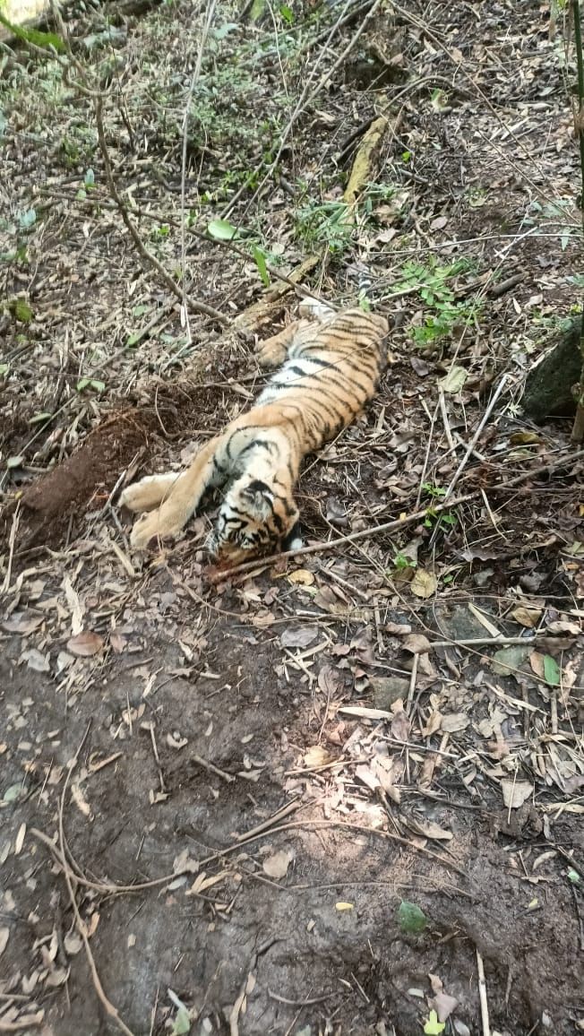 Mp News Fourmonthold Tiger Cub Found Dead In Ari Buffer Range Of