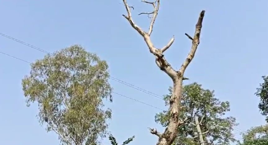 13 year old child dies after coming in contact with high tension electric line, creates chaos.