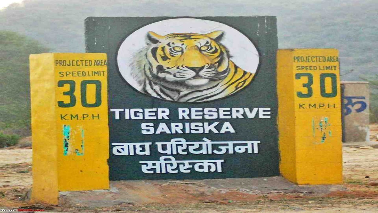 Alwar News: Increasing tiger numbers in Sariska have increased the interest of tourists