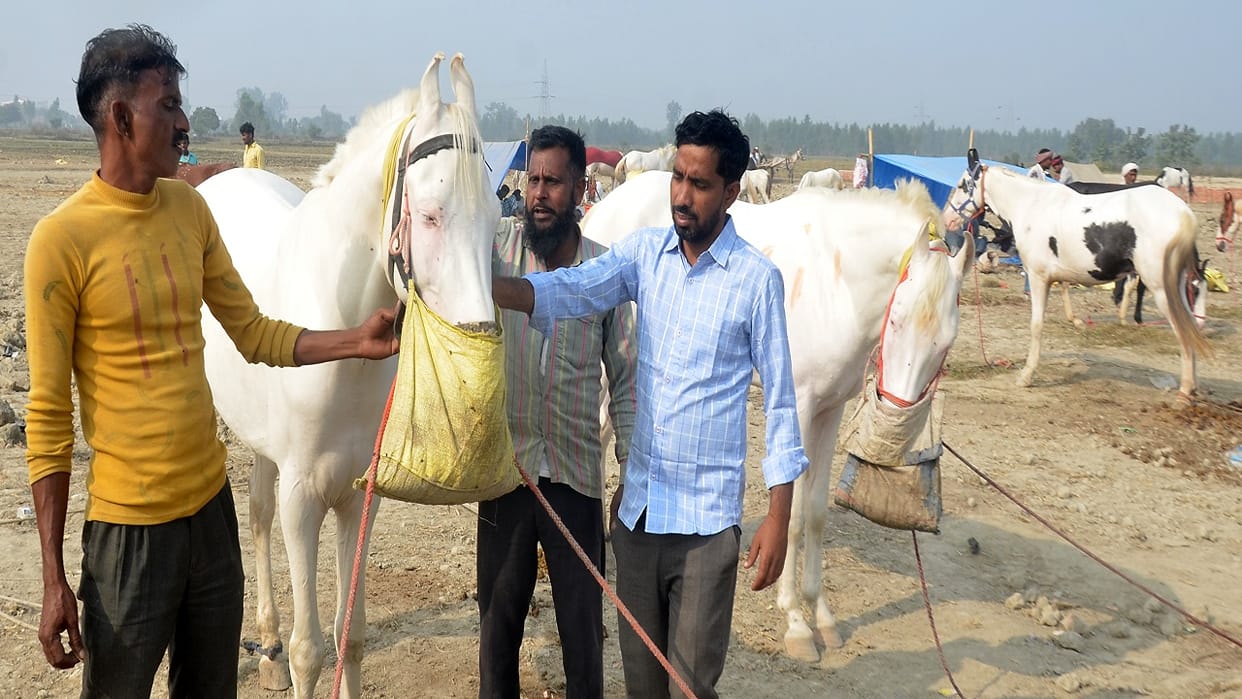 Mewar breed horse sold for Rs one lakh and 60 thousand rupees in bareilly